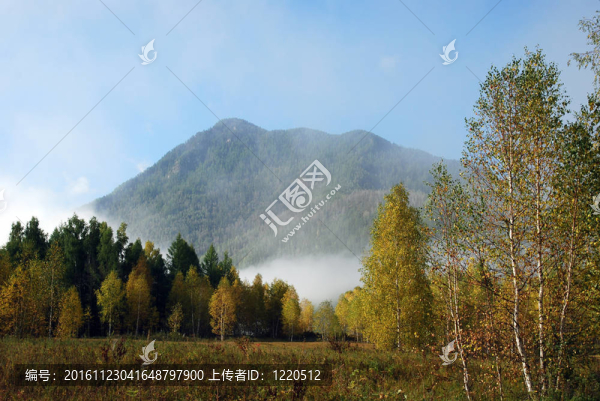 早晨在森林里