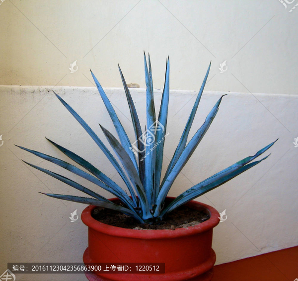 龍舌蘭仙人掌
