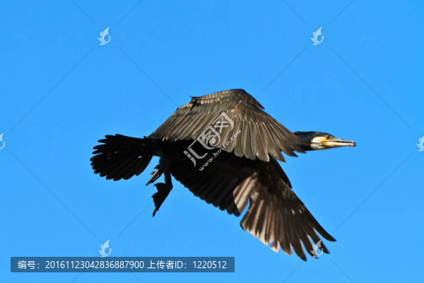 鸕鶿（Phalacrocorax,carbo）