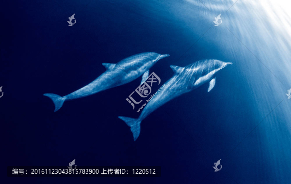 兩個游泳的海豚