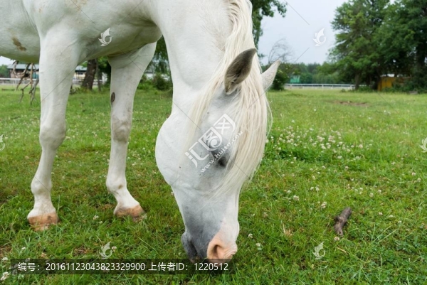馬