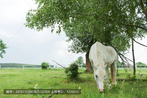 馬