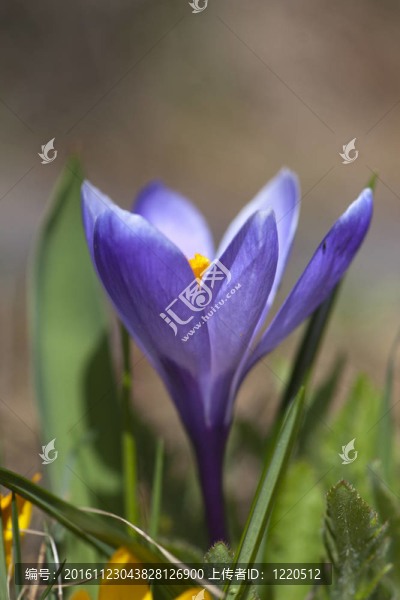 紫番紅花