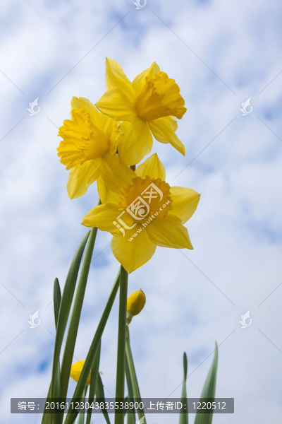 水仙花