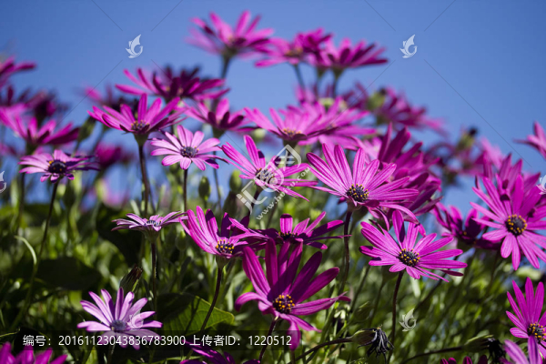 紫色的花