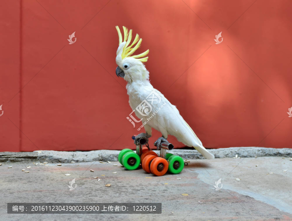 Parrot卷