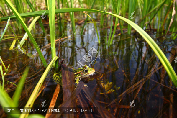 北方豹蛙（Rana,pipiens）