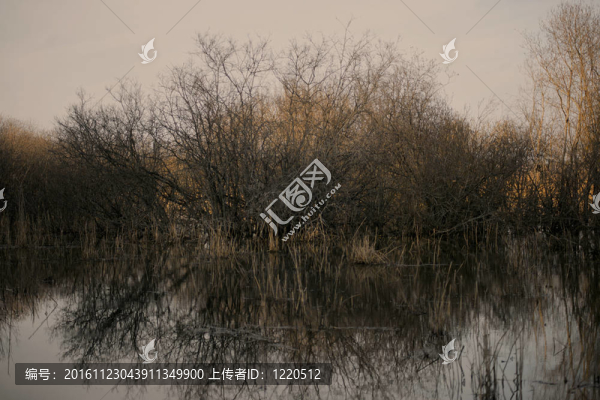 樹(shù)在沼澤