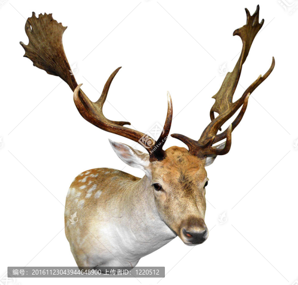 安裝Fallow,Stag,Head