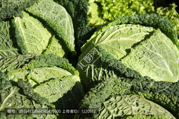 薩沃伊白菜