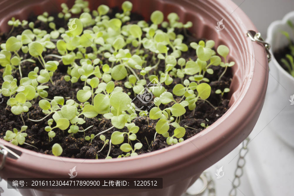 苗木花卉