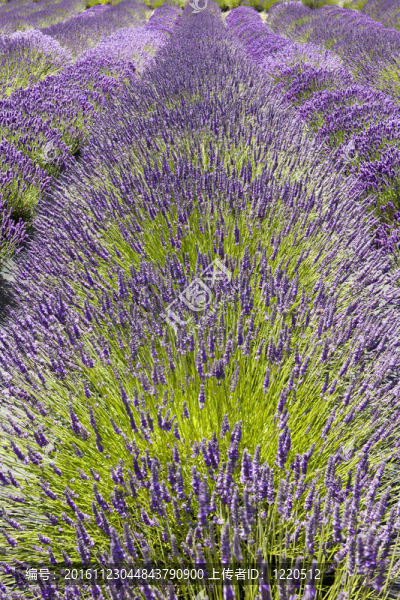 Lavender,Flowers行