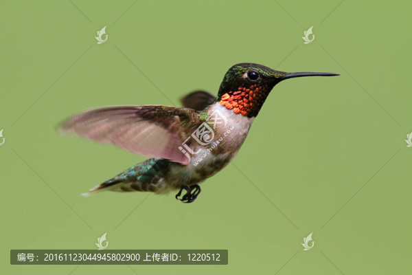 紅寶石喉蜂鳥(niǎo)（紅喉北蜂鳥(niǎo)）