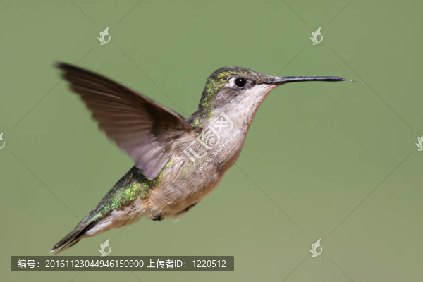紅寶石喉蜂鳥