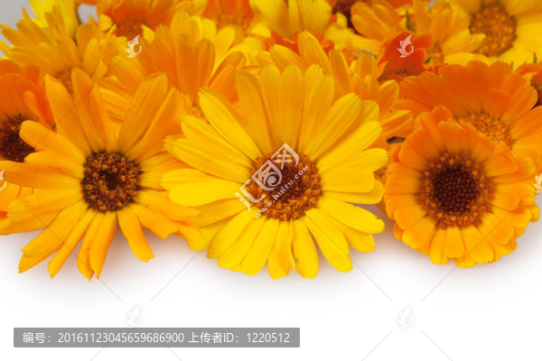 金盞花