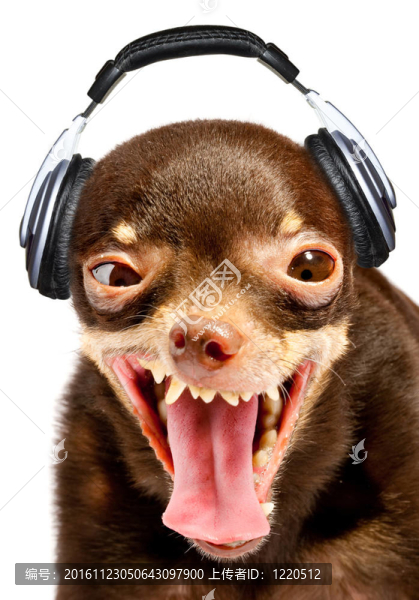 可笑的狗DJ。