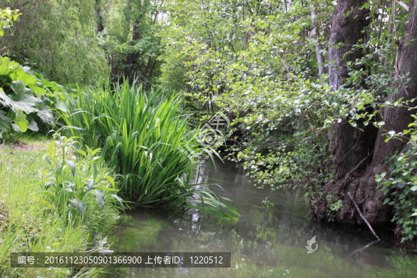 花園里的河