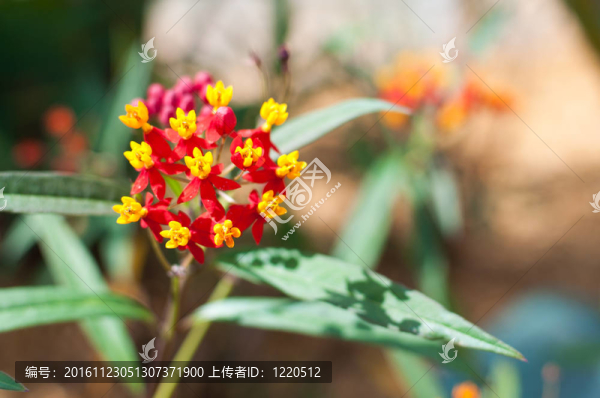 紅色和Yellow,Flowers