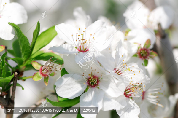 櫻花