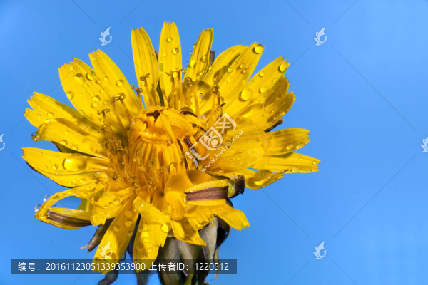 蒲公英花