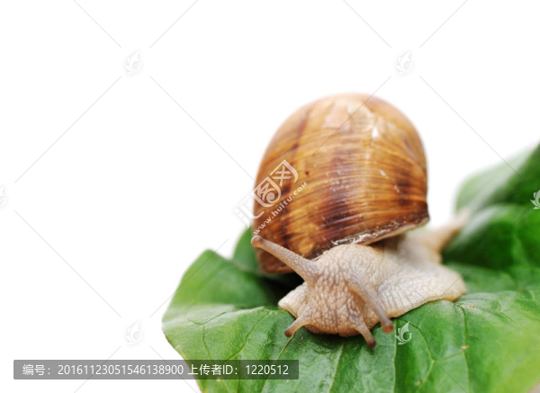 蝸牛