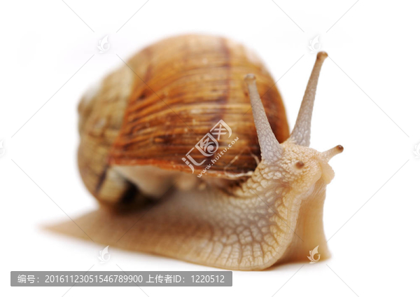 蝸牛