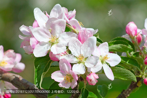 蘋(píng)果園