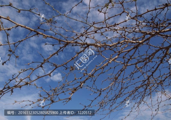 樹枝與天空