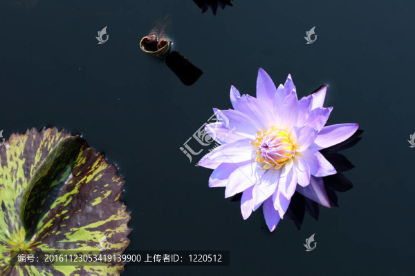 水百合