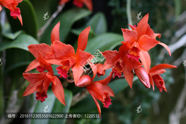 蘭花