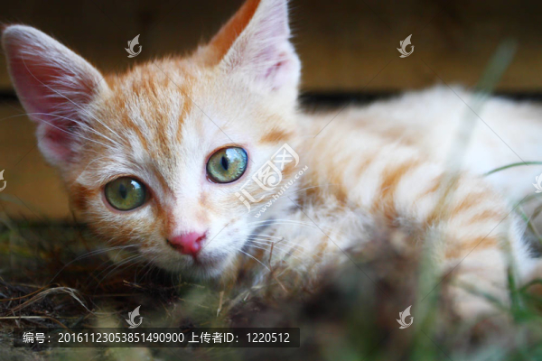 年輕的貓
