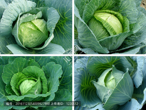 白菜集