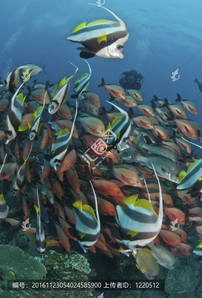 瘋狂釣魚