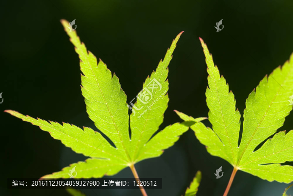 新鮮的綠葉