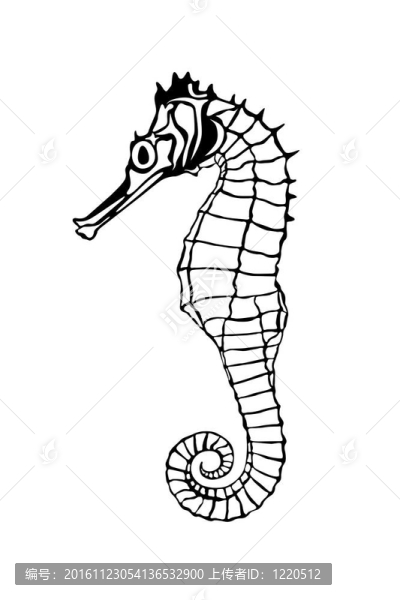 龍魚