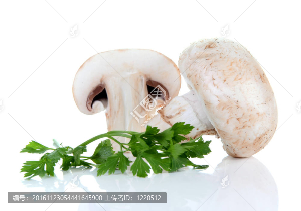 香菇蘑菇和香菜