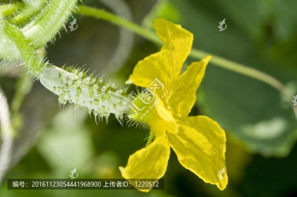 花園里生長的黃瓜