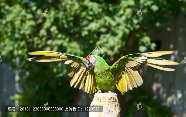 綠色的鸚鵡