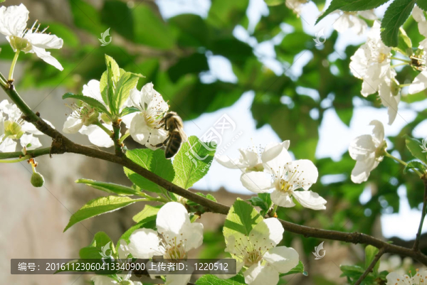 花與蜜蜂