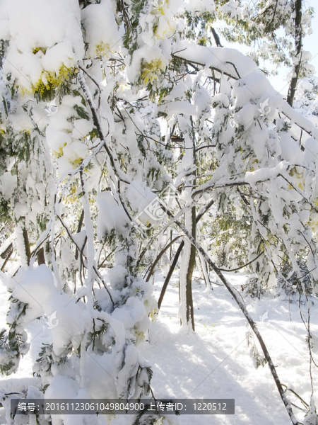 巴塞羅那白雪覆蓋的森林