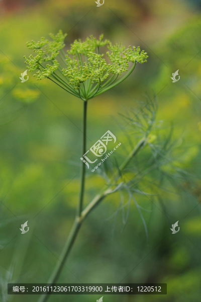 蒔花