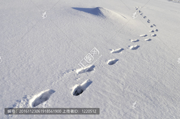 深雪中的人類腳印
