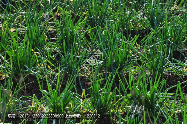 cultivation-069