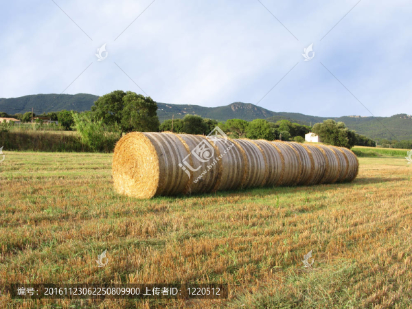 在田野中央的稻草卷