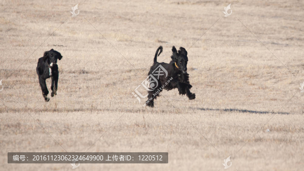 黑色的獵犬