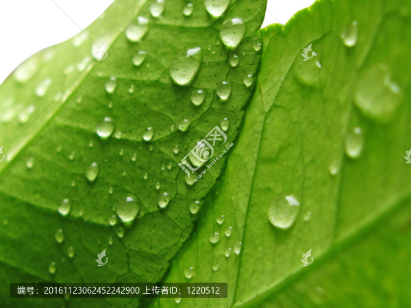 雨后的綠葉
