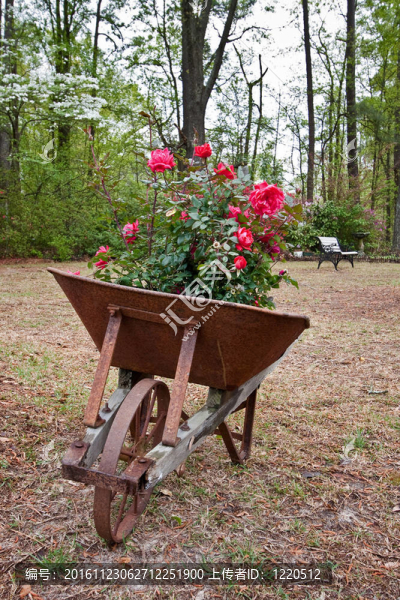 老Rusty,Wheelbarrow