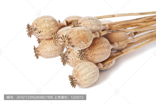 在白色背景的罌粟花堆