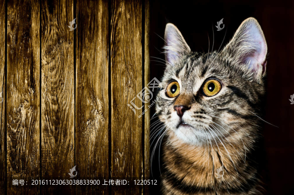 凱蒂貓