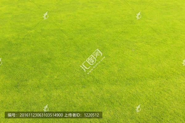 綠色高爾夫球場草坪背景